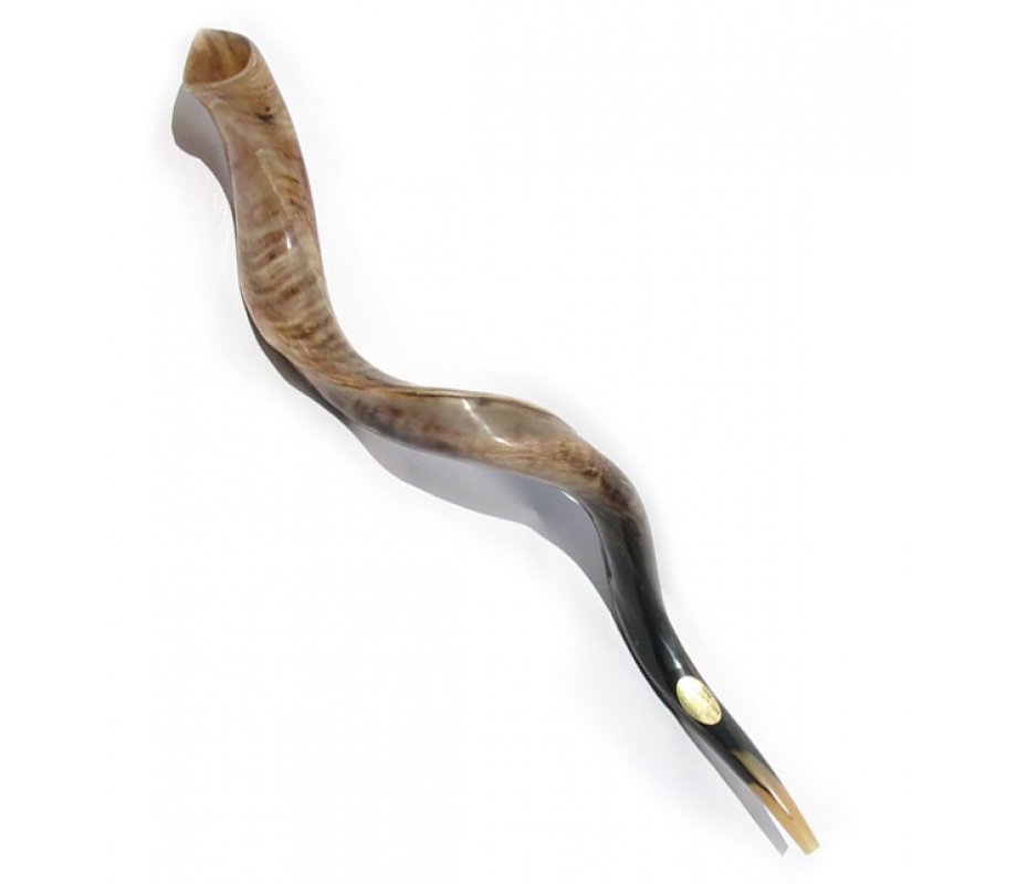Yemenite Polished Shofar - Extra Large