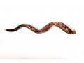 Yemenite Shofar with Hand Sculptured Seven Species Design